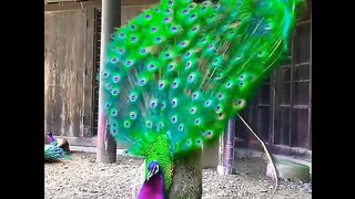 Beautiful peacock#fyp
