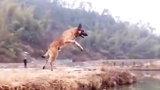 Dogs Funny videos