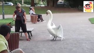 Duck bites animal