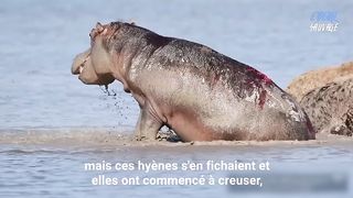 C'est l'un des animaux les plus dangereux de la planète