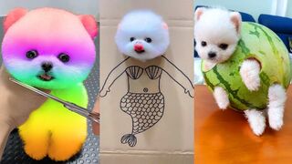 Cute Pomeranian Puppies Doing Funny Things | Cute and Funny Dogs