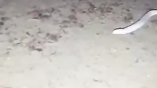I have seen baby of this