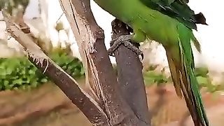 The parrot and the ree