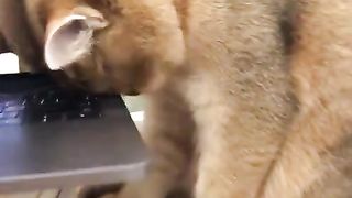 A cat waiting to play with its owner
