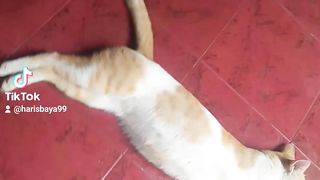 kucing oren