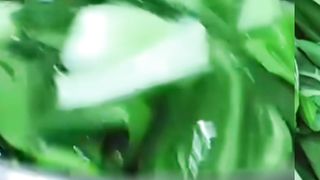 Menu tanggal tua ! Tumis pakcoy
