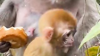 greedy parent