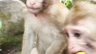 fight over crying bananas