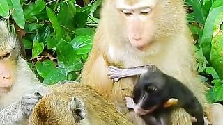 Monkey baby has wrong mother