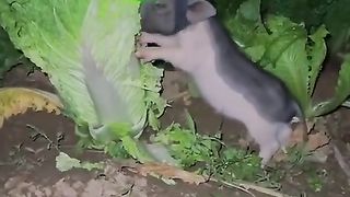 Funny pig when eating