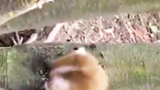 Little monkeys are stuck in the woods
