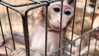 Poor baby monkey stuck in the cage