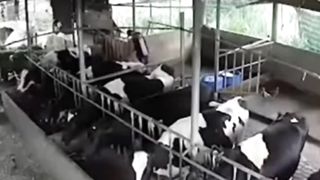 Seconds, 9 cows were struck by lightning