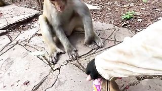This Monkey so Clean