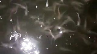 Responsif ikan terhadap pakan bagus menandakan ikan dan air kolam sehat
