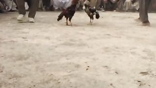 Han shooo video viral ????????