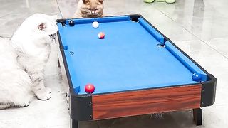 smart cat 4