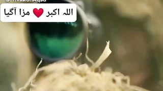Mujahideen