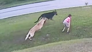 30 Hero Animals That Saved Human Lives!