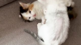 Quand ton chat s’occupe de l’indication d’un chaton sauvage