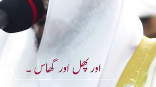 Surah Abasa ayat 31-37 Urdu Translation