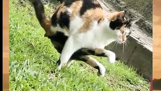 Mode kungfu