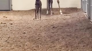 Cute baby animal
