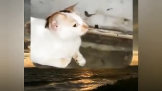 Video lucu kucing V