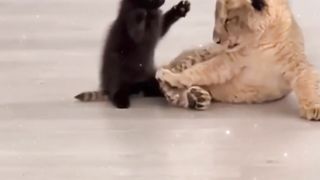 Cats vs Cats, Just Different Sizes