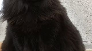 5 Interesting Facts About Black Cats That Will Surprise You