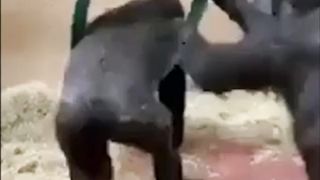 Gorillas' Unique Behavior When Playing on Spin Swings