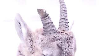 Transfer this human