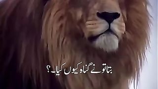 The lion king