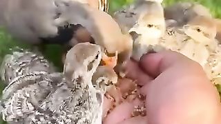 The chakor feeds