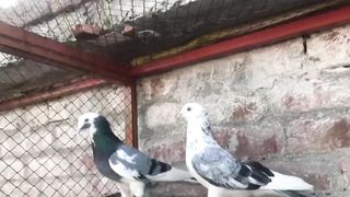 Dabaz breedar pair pigeon beautiful