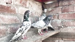 Kamgar red aye breeder pair pigeon beautiful tadeey pigeon