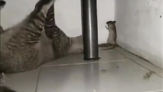 Tom and jerry 72