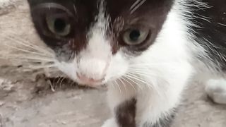 Anak kucing paling lucu