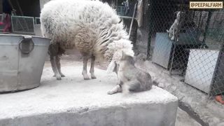 Ajeeb friends wali cat ki story | A cat friends with monkey, cow, sheep and dog