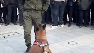 tlainted dog