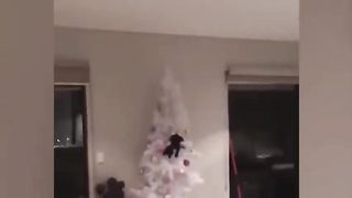 funny cat videos compilation -christmas