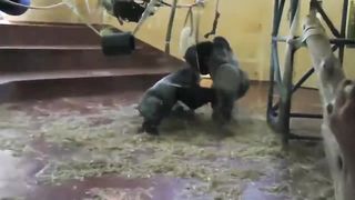 TOP 3 MOST DANGEROUS ANIMALS CAUGHT ON CAMERA