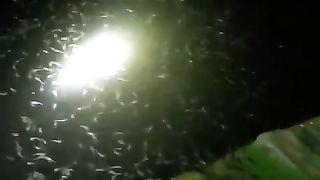 Daun pisang sangat membantu dalam pembenihan ikan lele