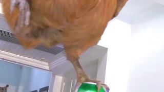 Cat Playing with chicken  #catlovers #animals #playingcat #funny #viral