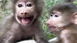 Scary baby baboon