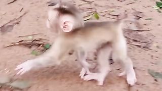 The baby monkey is confused by his mother