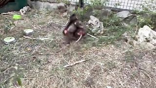 The monkey was scared and ran away