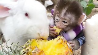 The little monkey is happy to be able to eat with the rabbit