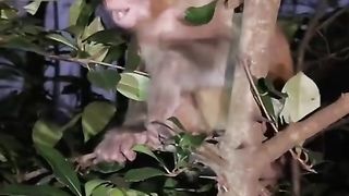 poor baby monkey lost in the middle of the night