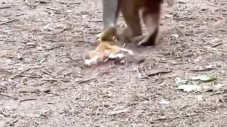 Monkey mothers are very rude to their children